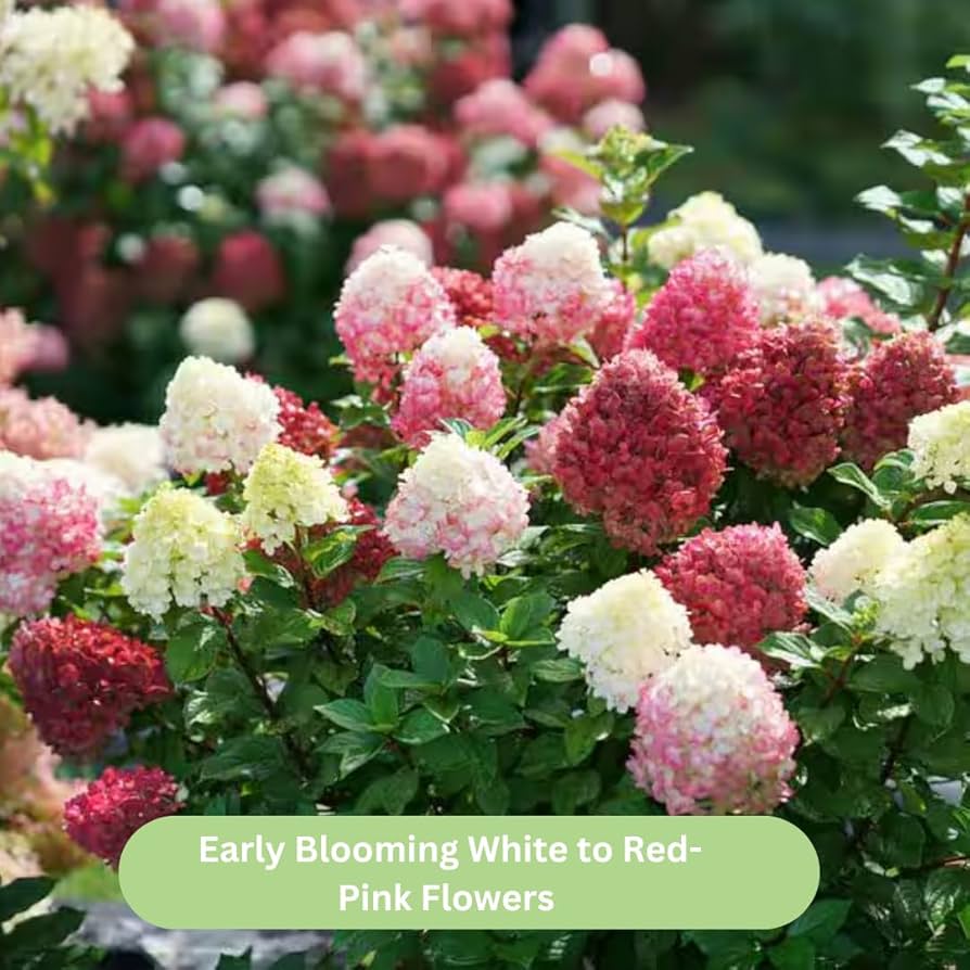 Amazon.com : Hydrangea Tree Plants Live in Quart Pot, Change